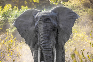 Eléphant d'Afrique