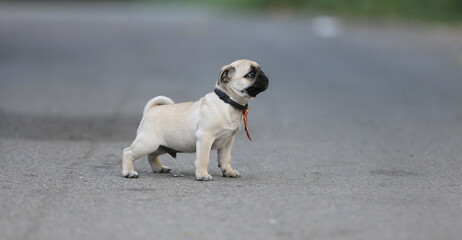 Obraz premium cute puppy pug dog playing on in the yard
