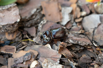 Rhino beetle in my backyard