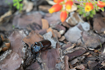 Rhino beetle in my backyard