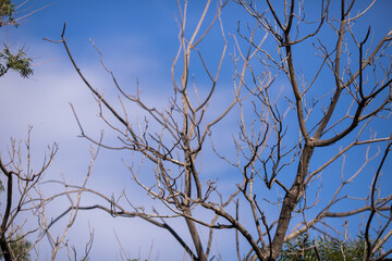 Árbol seco