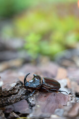 Rhino beetle in my backyard