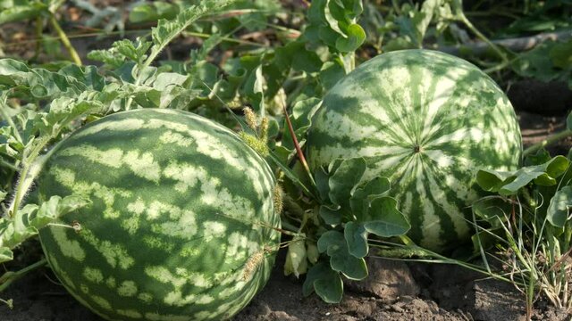 Two ripe young watermelon on a field in green foliage. Melons harvest