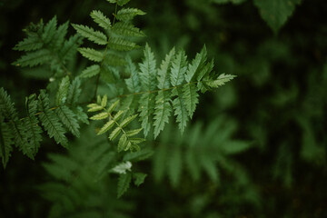 Nomad life. Camping in pandemic times. Tourism in woods. Natural beauty of forest