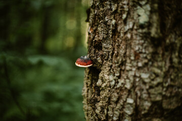 Obraz premium Nomad life. Camping in pandemic times. Tourism in woods. Natural beauty of forest
