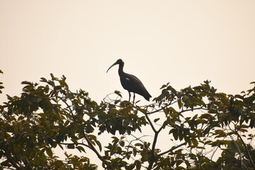 The bird is grazing in the empty field and feeding.