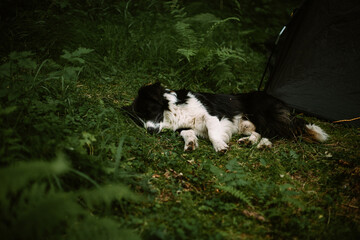 A dog sleeps near the tent. adventures with pets. camping in forest