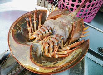 Fresh horseshoe crabs or Tachypleus gigas sold at the fisherman's pier. Sea food.