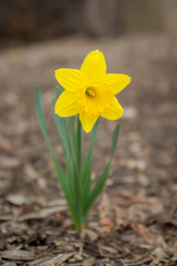 Single daffodil bloom sprouts in early spring.  Portrait orientation view of a bright yellow flower on a dreary brown background of mulch and leaves.  First growth of spring.