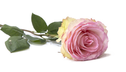 Rose posée sur fond blanc