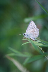 Blue butterfly on the grass