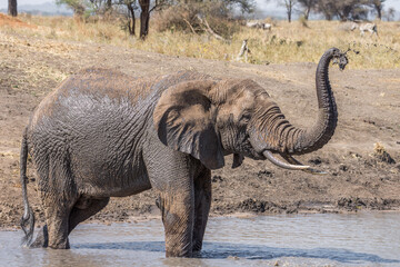 Eléphant d'Afrique