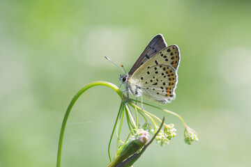 Orange and blue butterfly on a flower