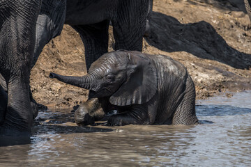 Eléphant d'Afrique