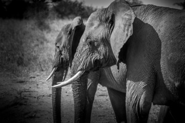 Eléphant d'Afrique