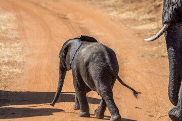 Eléphant d'Afrique