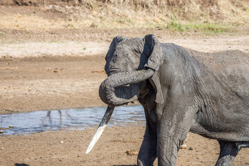 Eléphant d'Afrique