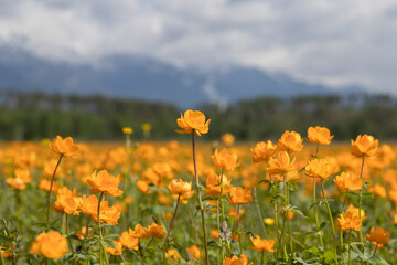 Blooming orange Trollius on the background of mountains