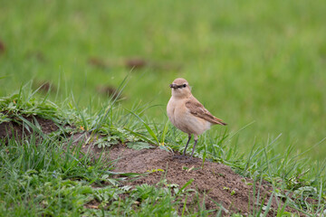 Northern wheatear sits on a grass