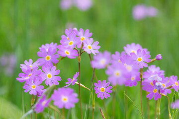 Blooming meadow primrose on a background of green grass