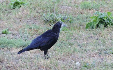 An adult black raven on the background of withered autumn grass.
