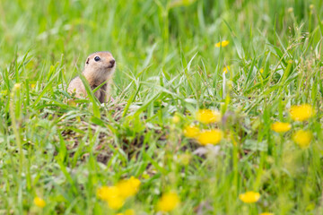 Gopher sits in the green grass