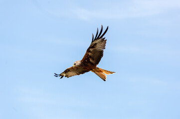 Welsh Red Kite