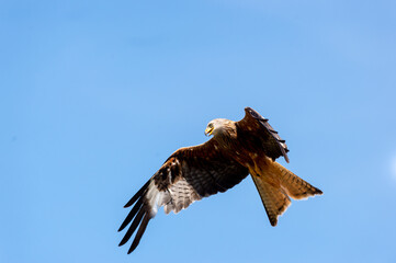 Welsh Red Kite