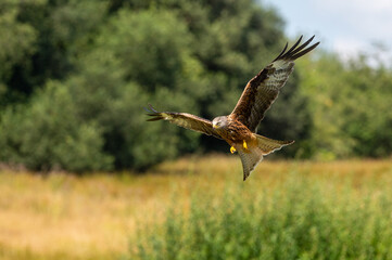 Welsh Red Kite