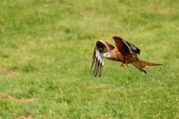 Welsh Red Kite