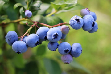 Blueberries ripening on the bush. Shrub of blueberries. Growing berries in the garden. Close-up of blueberry bush, Vaccinium corymbosum.