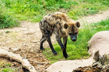  Hyena walking toward the camera. © Jessica