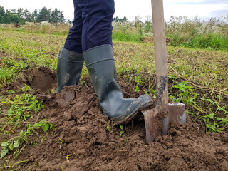 Digging up potatoes with a shovel on agricultural land