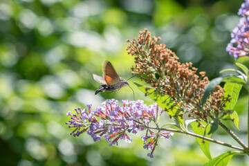 hummingbird hawk moths hovering and probing nectar