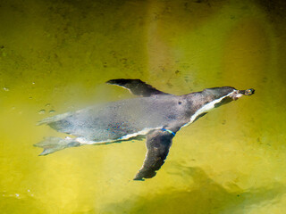 Penguin swimming underwater. View from above