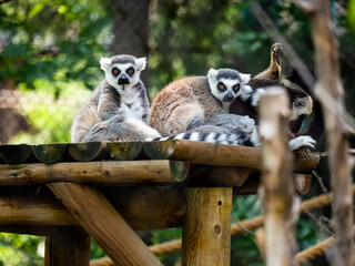 Ring tailed lemurs looking at the camera.