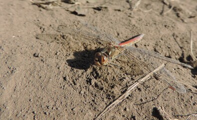 Insect dragonfly, close-up, landed on the sand.