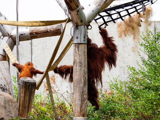 Orangutan baby practicing climbing on ropes.