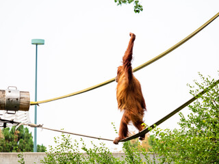 Orangutan baby practicing climbing on ropes. © Jessica