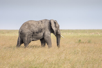 Obraz na płótnie Canvas Eléphant d'Afrique