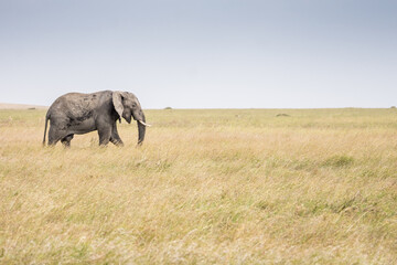 Eléphant d'Afrique