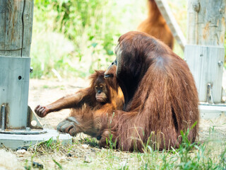 Orangutan father and baby sitting together in the grass.