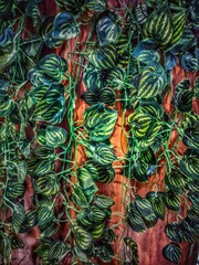 Naklejka na ściany i meble Abstract textured green plant leaves, nature background, hanged 