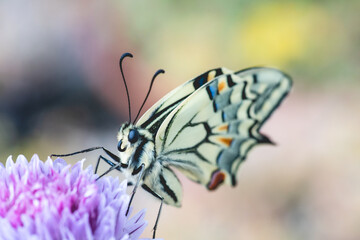 Swallowtail Butterfly opening wings