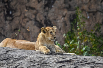 Fototapeta na wymiar Lions de Tanzanie