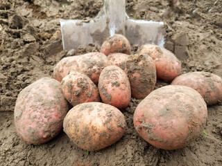 The potatoes dug out with a shovel are lying on the ground