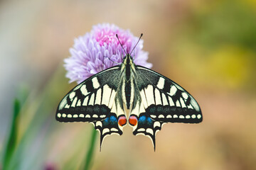 Swallowtail Butterfly opening wings