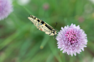 Swallowtail Butterfly opening wings