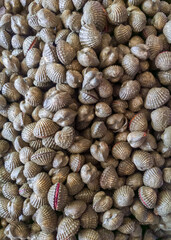 Fresh cockles pile on the metal tray from the sea.