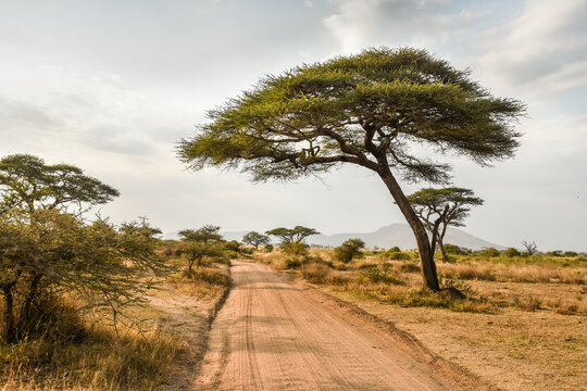Paysages Africains